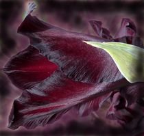 Gladiolie - schwarz-weinrot von regenbogenfloh