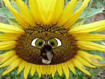 Sonnenblume mit Humel-Komik - Gesicht by regenbogenfloh