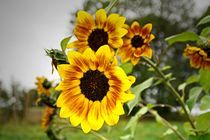 Wild sunflowers von Juana Kreßner