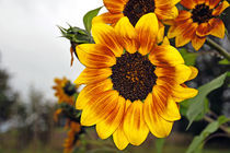 Sunflower by Juana Kreßner
