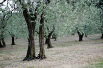 Olivenbäume by Jürgen Müngersdorf