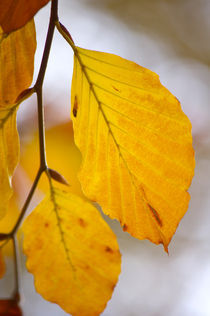 Farben des Herbst by AD DESIGN Photo + PhotoArt