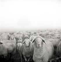 Schafe im Nebel by Jürgen Müngersdorf