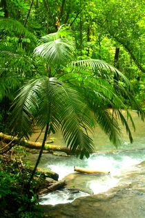 Dschungellandschaft nahe der mystischen Kultstätte Palenque in Guatemala von Mellieha Zacharias