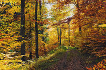 Herbstwald by Jürgen Müngersdorf