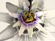 Passiflora flower  von nikola-no-design