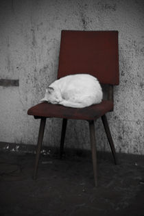 sleeping cat. von Oleksandr Gontar