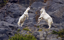 Fighting Goats by andrew  Bowkett