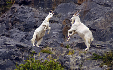 Goats-at-cheader
