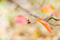 autumn colors II von hannes cmarits