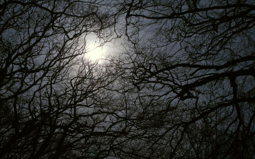 Moonlight-branches