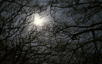 Moon light branches von andrew  Bowkett