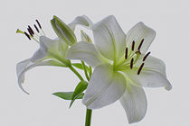White Lilly by andrew  Bowkett
