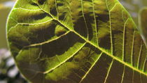 Leaf I by Tamás Varga