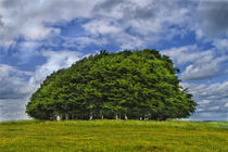 Trees on windgreen by andrew  Bowkett