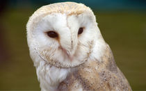 Barn owl by andrew  Bowkett