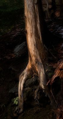 Tree Roots 2 von Michael Del Rossi