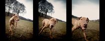 Dog Triptych by Michael Del Rossi
