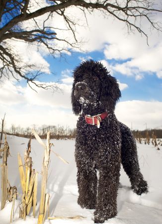 Dogs-in-snow-1242