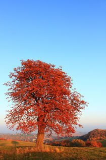 Baum im Herbst von Wolfgang Dufner
