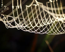 Dewdrops Caught in a Spiderweb by Crystal Kepple