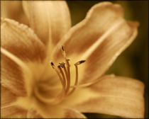 Sepia Flower von Crystal Kepple