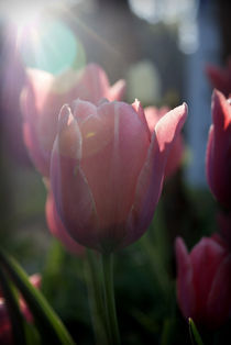 Tulips in the Sun von Crystal Kepple