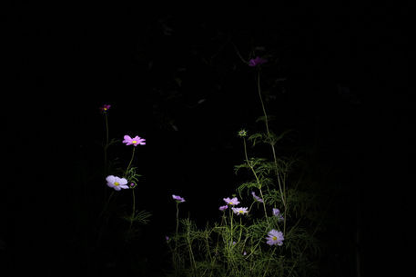 Darkflowers