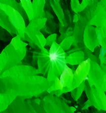 Green and Light von tawin-qm