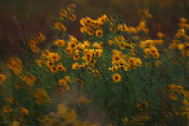 Yellow Flowers 2 von Crystal Kepple