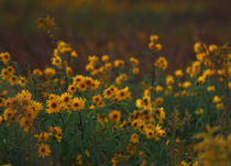 Yellow Flowers at Sunset von Crystal Kepple
