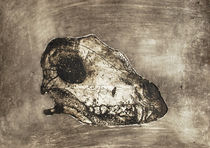 dog's skull by angelogamma