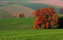 Farben des Herbstes von Wolfgang Dufner