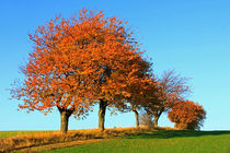 Kirschbäume im Herbst von Wolfgang Dufner