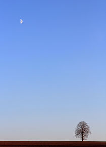 Linde mit Mond von Wolfgang Dufner