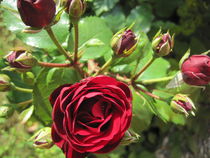 Red Roses by Anne Rösner-Langener