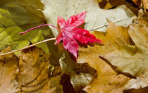 Autumn Leaf von Buster Brown Photography