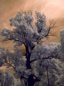 infrared old tree by Mihail Leonard Bodor