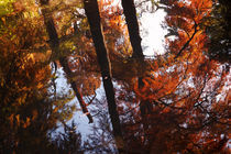 Autumn reflections von Vlad-Marian Spoiala