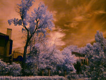 infrared park with magenta selective filter by Mihail Leonard Bodor