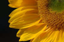 Sunflower in the Sun by Tom Warner