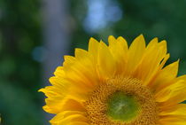 The Sunny Sunflower by Tom Warner