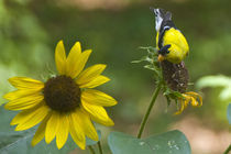 Yellow Finch and Sunflower by Tom Warner