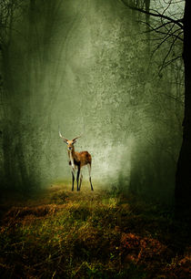 Deer by paula aguilera