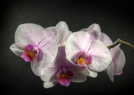 Orchidee1-farbe-a3