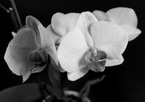 Orchideenzweig von Peggy Graßler