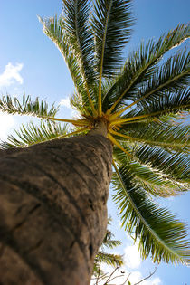 Palm Tree by Guy Miller
