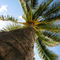 Palm-tree