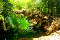 Cenote im  Dschungel von Yucatan, Mexiko by Mellieha Zacharias