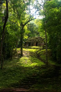 Pyramide in Lost City, Tikal inmitten des Dschungels by Mellieha Zacharias
